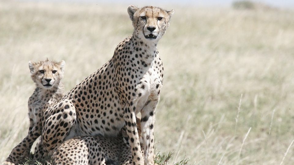 La Tanzanie